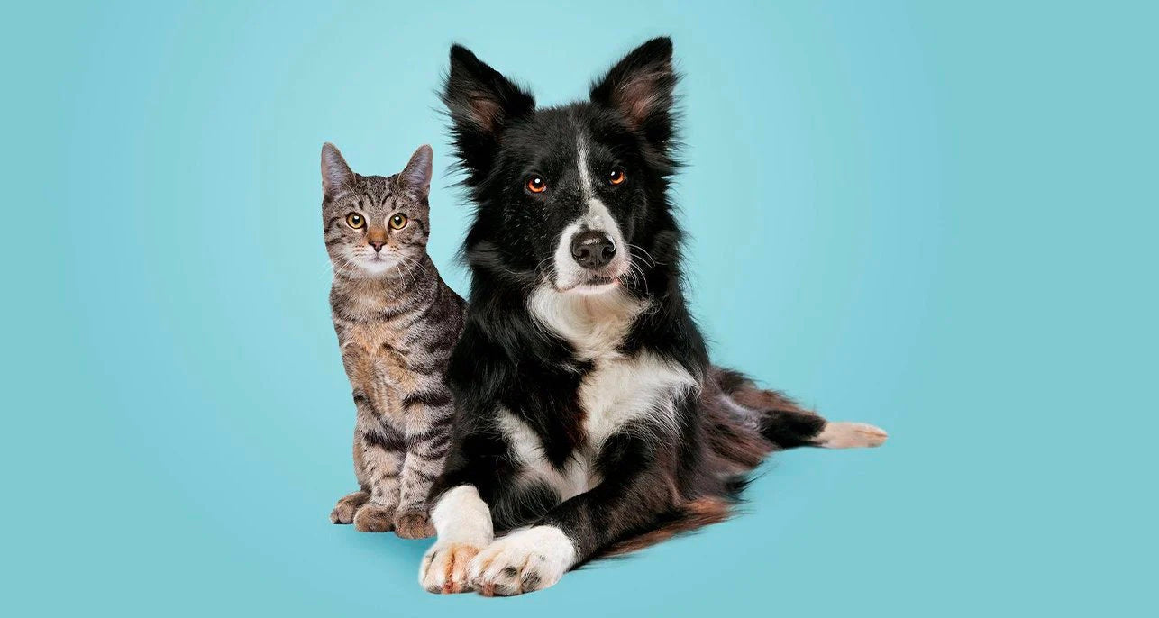 Jackson galaxy dogs and sales cats