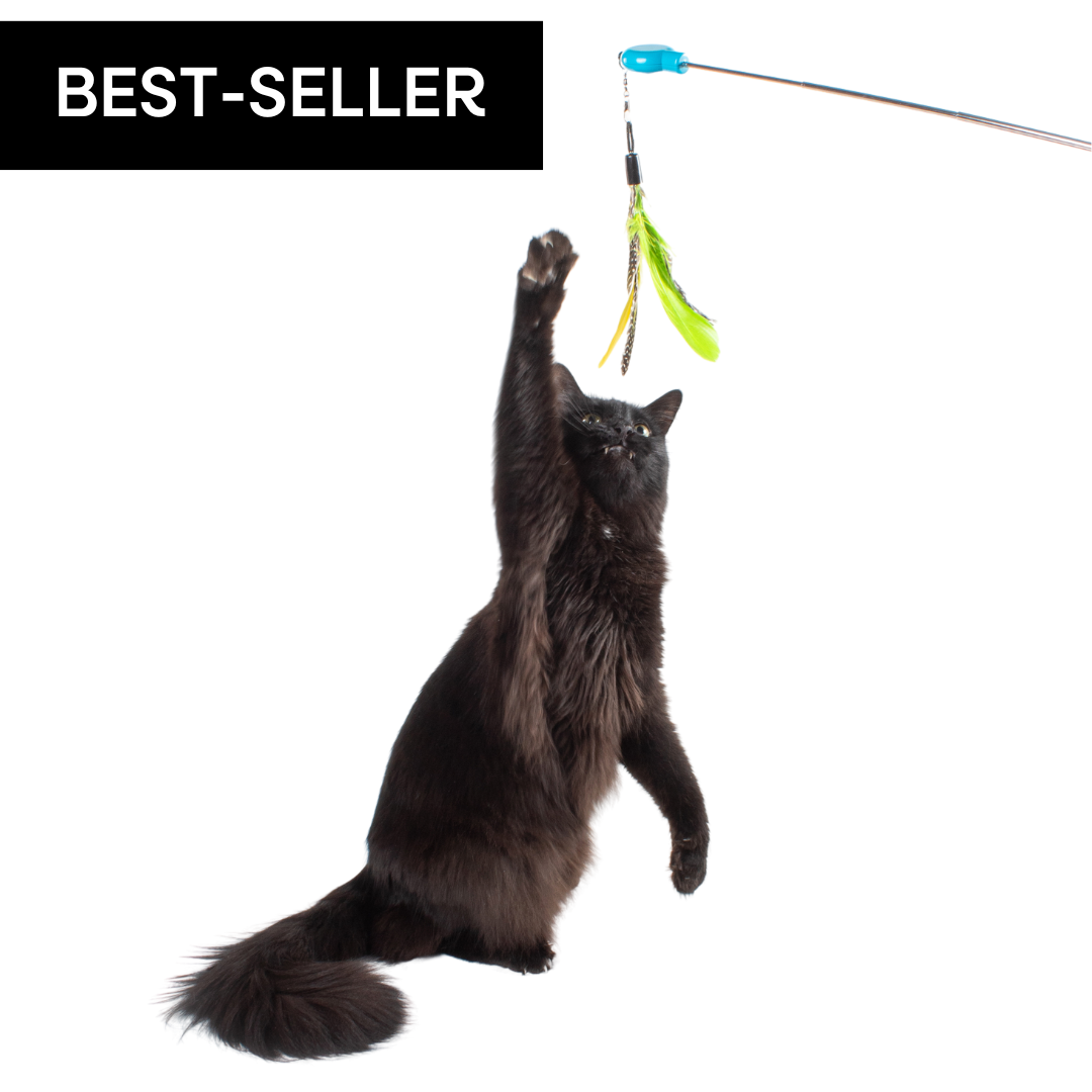 Cat pole toy best sale