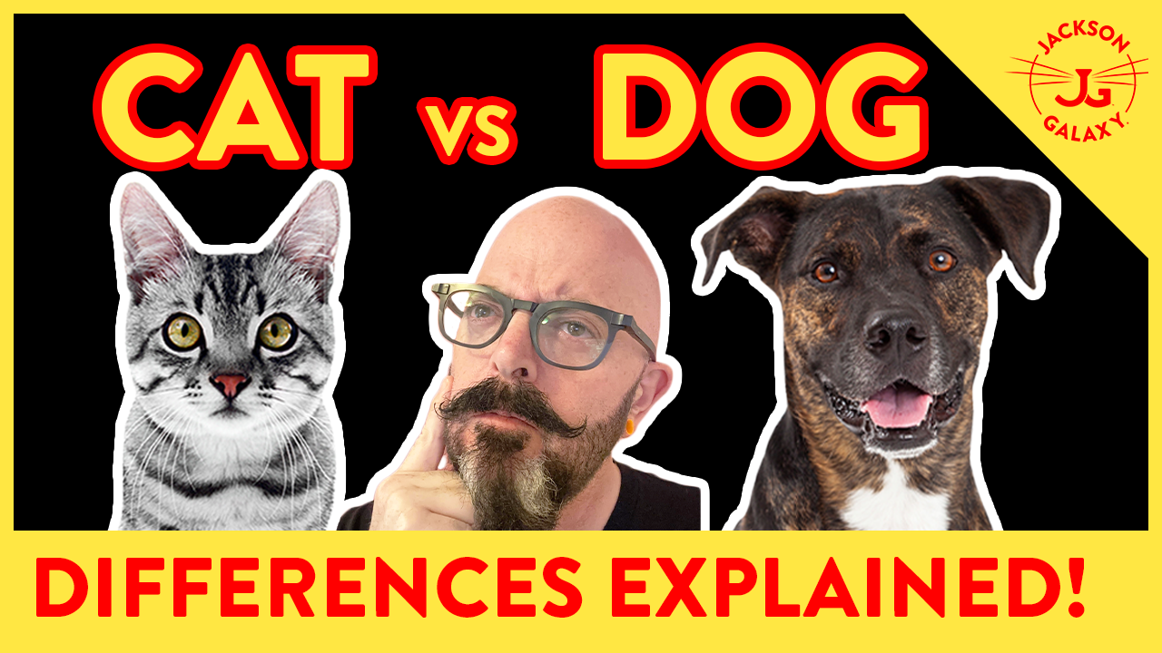 The Difference Between Cats & Dogs – Jackson Galaxy