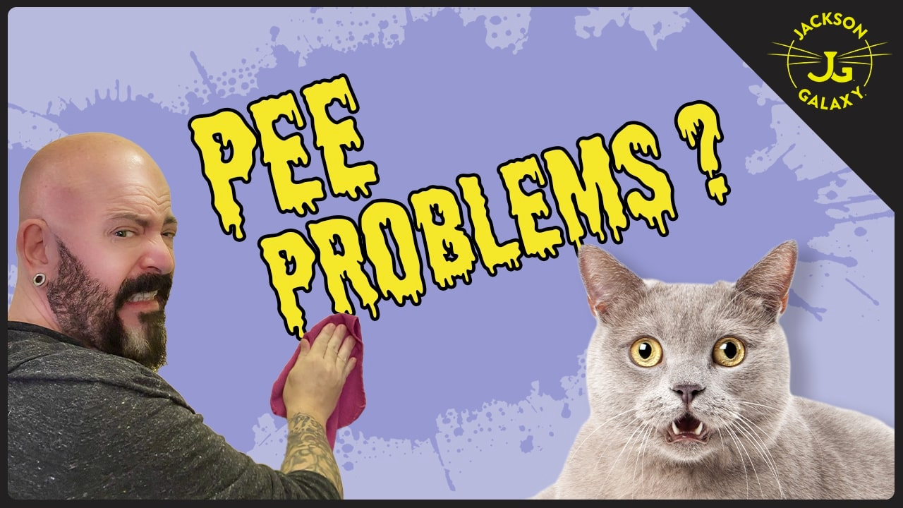 You're Doing it Wrong How to Clean Cat Pee Jackson Galaxy