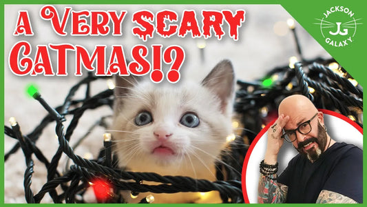 Prevent Holiday CATastrophes: Save Your Cat with my Christmas Hacks