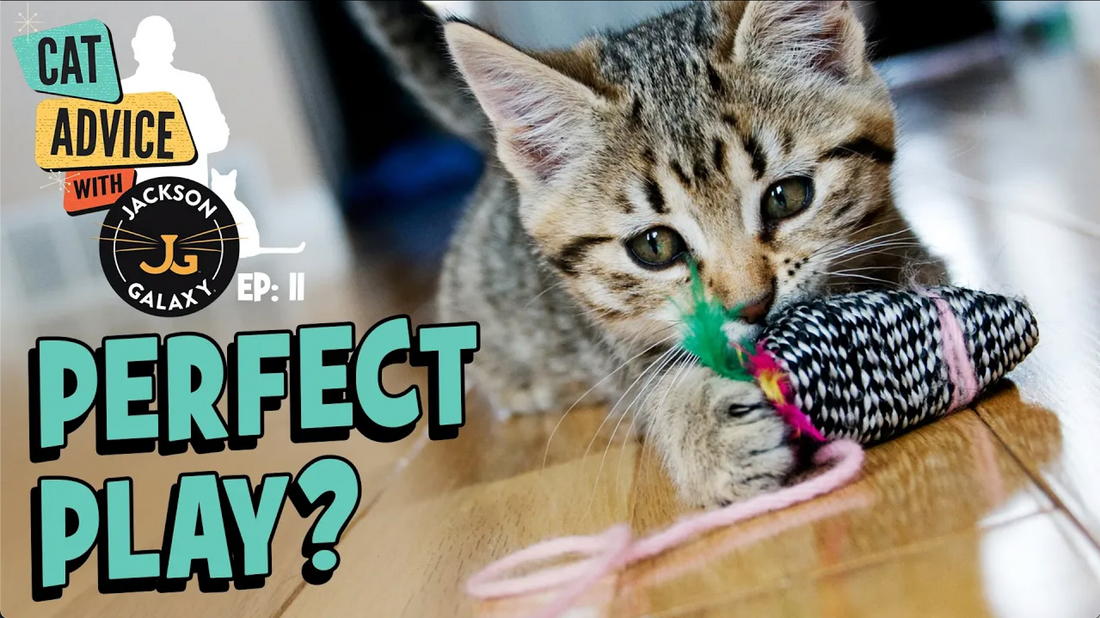 The Perfect Way to Play With Your Cat?