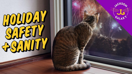 How to Keep Cats & Dogs Safe, Calm, & Sane During Fireworks and Holidays