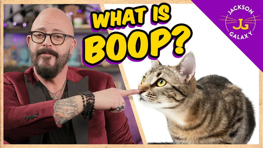 What is Boop?