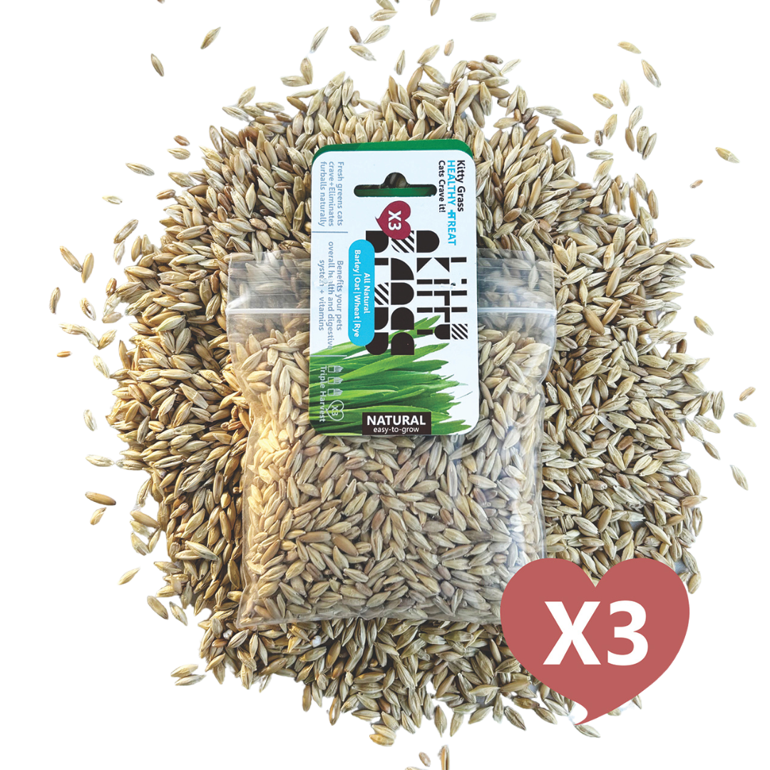 Cat Grass Seed Pack 3x by Three Farms