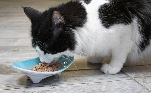 Whiskerware Ceramic Oval Bowl