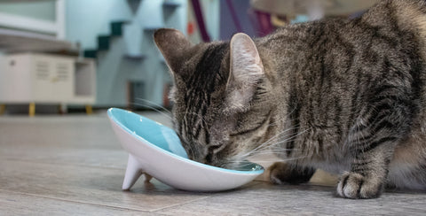 Whiskerware Ceramic Tilted Bowl