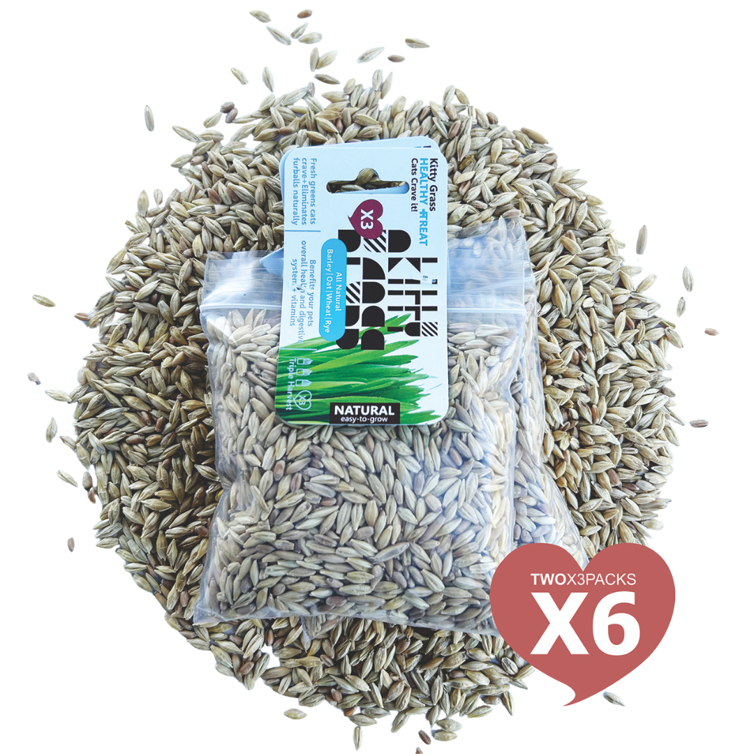 Cat Grass Seed Pack 6x by Three Farms