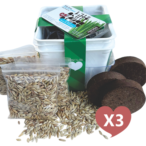 Grow Your Own Cat Grass Kits (3x) by Three Farms