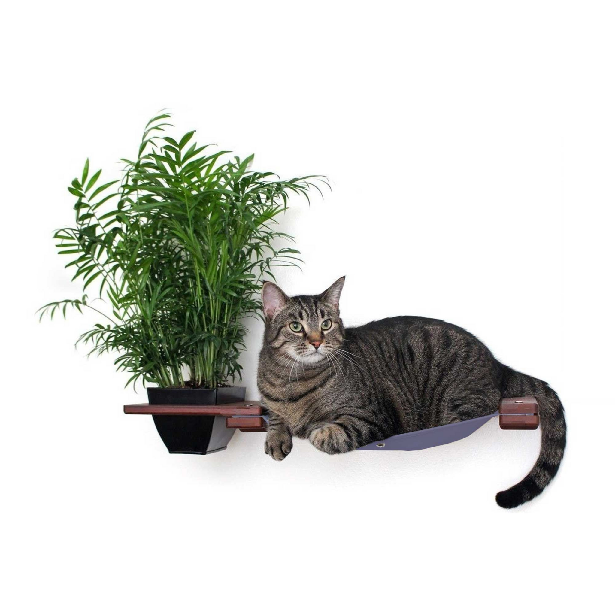 Planter Cat Hammock : Indoor Cat Garden by Catastrophic Creations