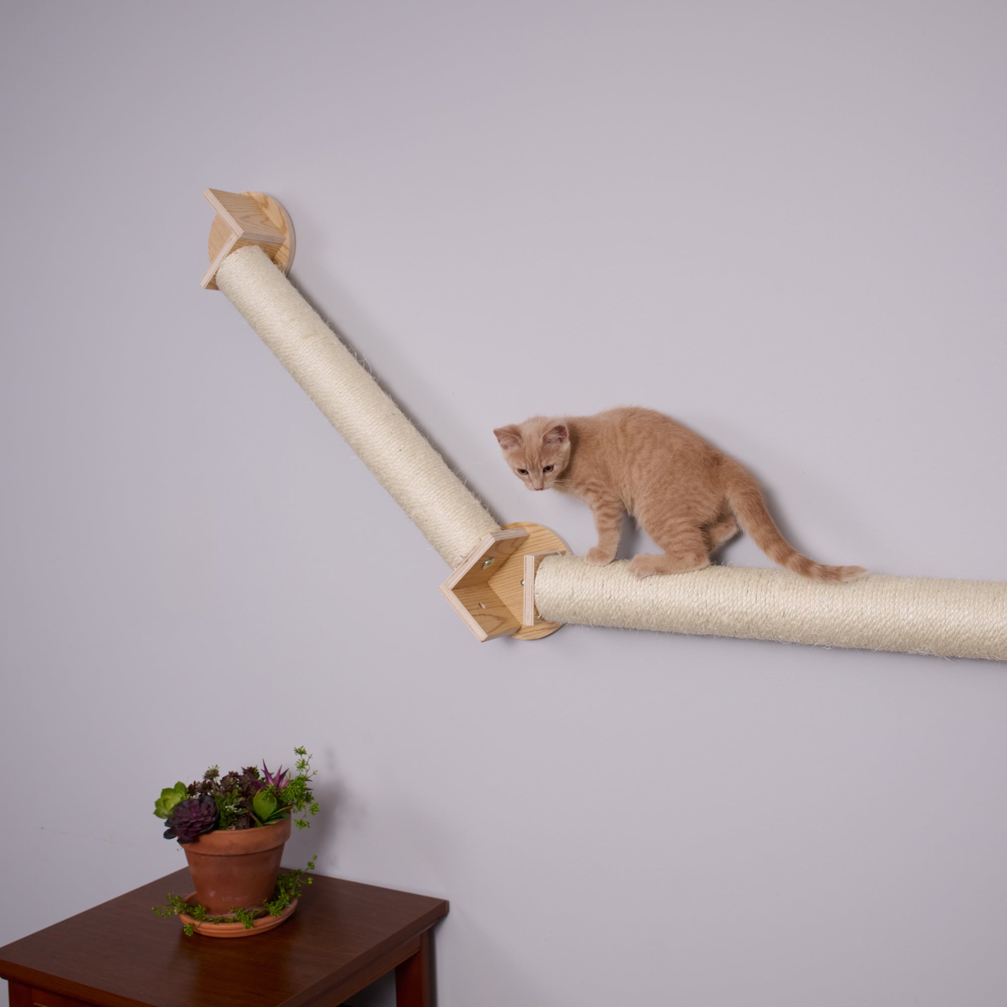 Wall Series: Wall Climbing Cat Post Bridge by Armarkat