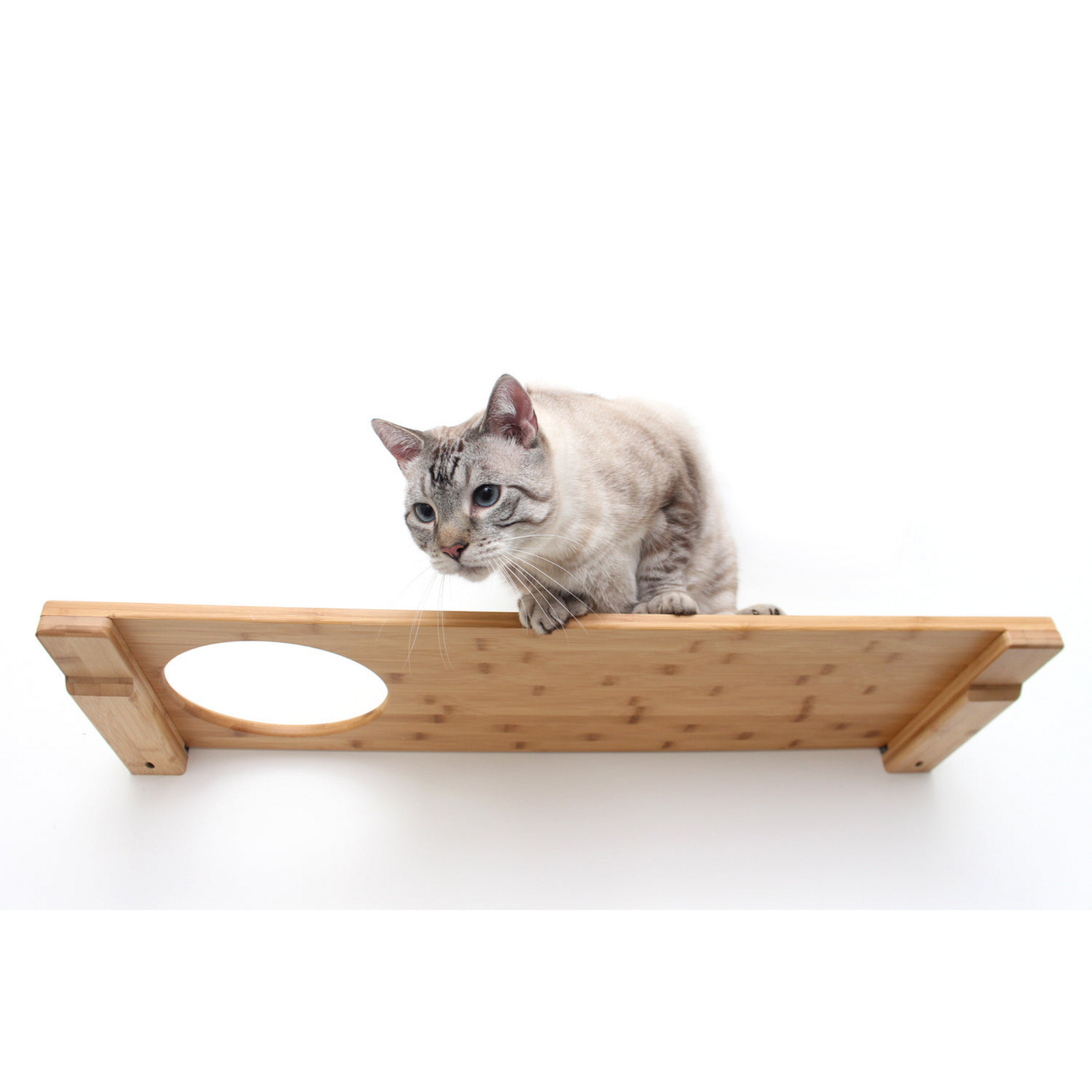 Wall-Mounted Cat Shelf by Catastrophic Creations