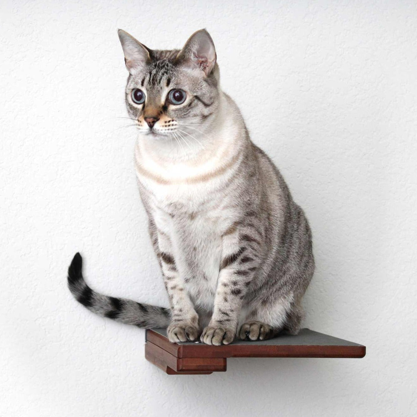 Cat Climbing Shelf by Catastrophic Creations