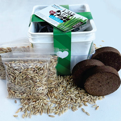 Grow Your Own Cat Grass Kits (3x) by Three Farms