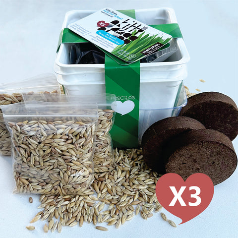 Grow Your Own Cat Grass Kits (3x) by Three Farms